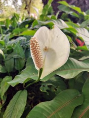 White spider in a flower