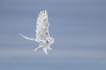 Snowy owl (Bubo scandiacus) hunting over a snow covered field in Ottawa, Canada - 328511940