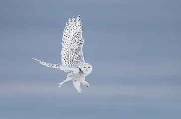 Fototapeten Snowy owl (Bubo scandiacus) hunting over a snow covered field in Ottawa, Canada © Jim Cumming