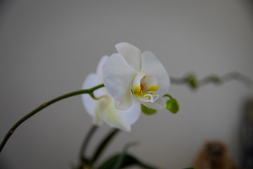 white fresh orchid close up photo