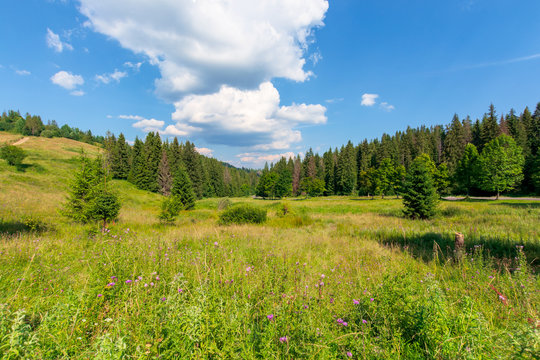 forested hill of carpathian mountains
