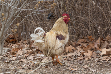 Rooster in grass among woods outdoors