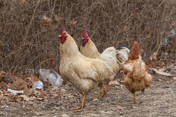 Rooster in grass among woods outdoors