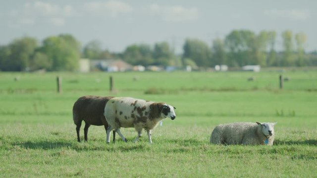 Sheep Netherlands