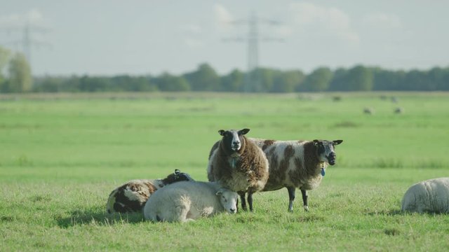 Sheep Netherlands