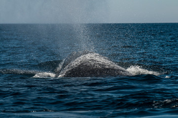 Naklejka premium Southern Right Whale, Patagonia, Argentina