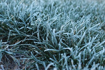 Frosty grass blades close up