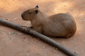 Capipara is the largest rat in the world,Kapipara is the largest rat in the world, native to South America. On the brown ground. native to South America.