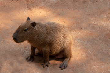 Capipara is the largest rat in the world,Kapipara is the largest rat in the world, native to South America. On the brown ground. native to South America.