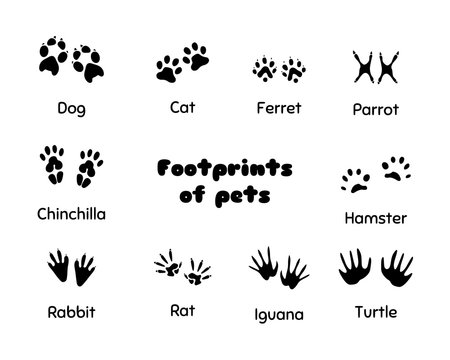 Footprints of animals.