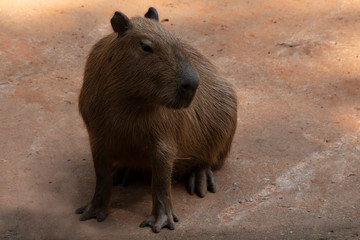 Capipara is the largest rat in the world,Kapipara is the largest rat in the world, native to South America. On the brown ground. native to South America.