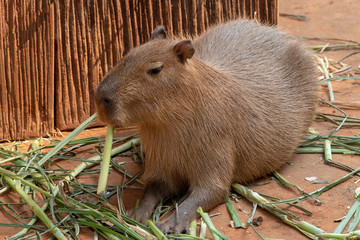 Capipara is the largest rat in the world,Kapipara is the largest rat in the world, native to South America. On the brown ground. native to South America.