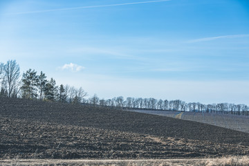 Early spring rural landskype. Undulating plowed field in early spring, a group of trees on the...