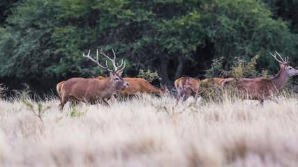 Female Red deer herd in La Pampa, Argentina, Parque Luro Nature Reserve