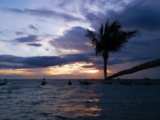Odd formed coconut palm tree in the sunset at Koh Tao Thailand