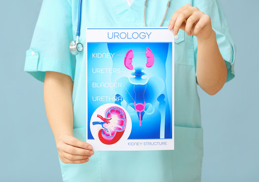 Doctor holding paper with picture of urogenital system on color background