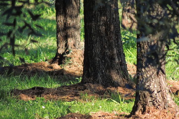 Al calcio dell'albero