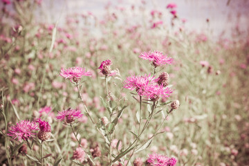 Pink wildflowers. Vintage floral background. Toned image in retro style.