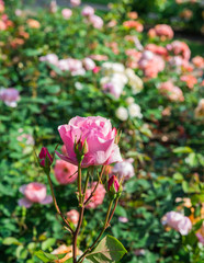 Pink Roses. Floral background. 