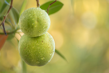 Rain drops on Cerbera odollam Gaertn at Chiang Mai Thailand