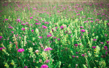 Summer floral landscape. Field with colorful yellow and purple wildflowers in summer. Toned image in retro style. Vintage floral background.