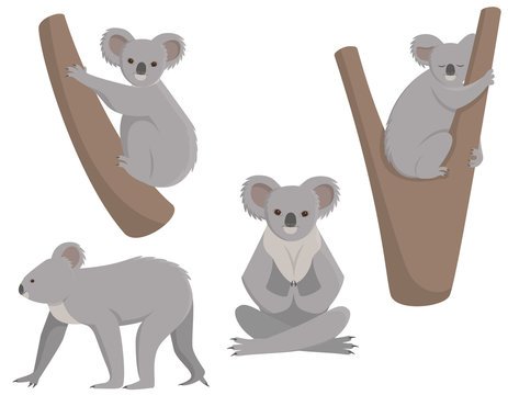Set of koalas in different poses. Vector illustrations in cartoon style isolated on white background.