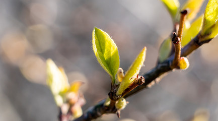 Spring buds in Aronia shrub.