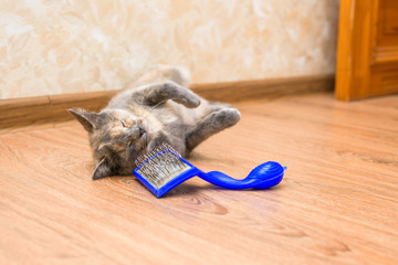 comb for cats from wool. pet care at home. caring for the purity of cat hair. blue hairbrush with wool. the cat is caressing the comb