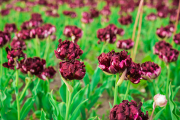 Spring maroon color flowers. Dark red tulips with curly petals.