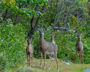 Family of four whitetail deer standing in a wood clearing at the side of a road in Nova Scotia, Canada.