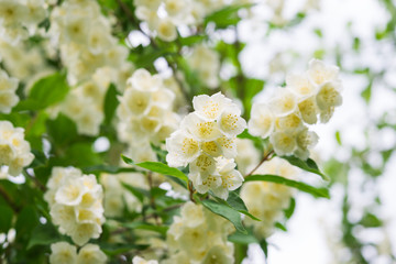 Jasmine flower. White spring flowers. Jasmine Bush in the garden