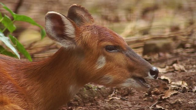 Sitatunga deer ruminating food or chewing food in slow motion