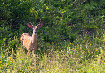 Naklejka na ściany i meble Young male white-tailed deer backlit by the sun, standing in a wood clearing late in afternoon on a sunny summer day.