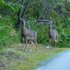  Three whitetail deer in a clearing at the side of the road in Nova Scotia, Canada.