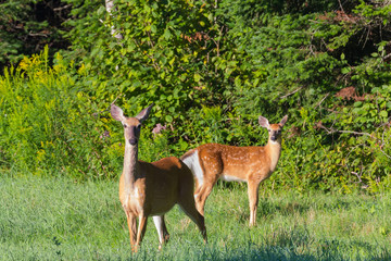 Mother whitetail deer and her spotted fawn in a meadow on a sunny summer morning in Benton, New Brunswick, Canada.