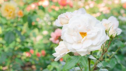 Garden flowers. Light Pink Roses. White Roses. White-Pink Roses.