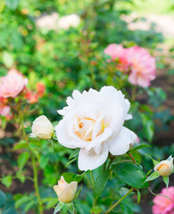 Garden flowers. Light Pink Roses. White Roses. White-Pink Roses.