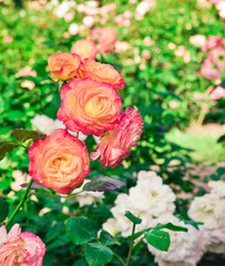 Red orange roses in the garden