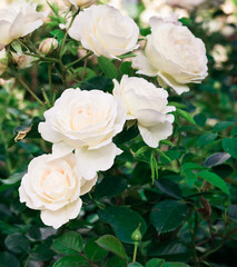 Garden flowers. Light Pink Roses. White Roses. White-Pink Roses.