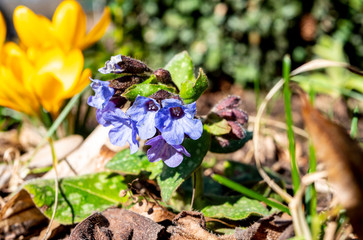 Schmalblättriges Lungenkraut im Garten 