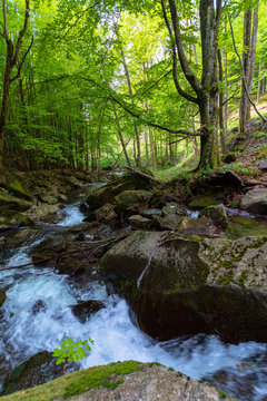 water stream in the beech forest