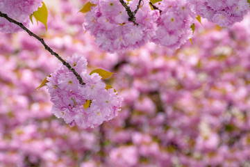 Naklejka premium blossoming cherry tree background