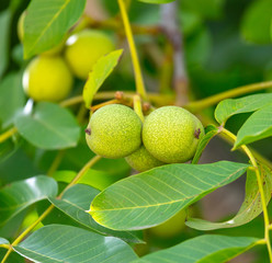 Green walnuts on the branches of a tree