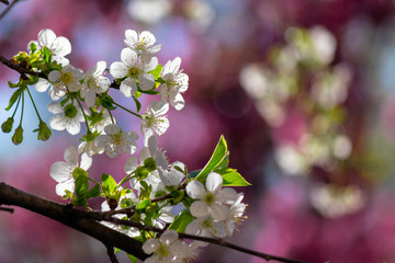 white apple blossom on a magenta background