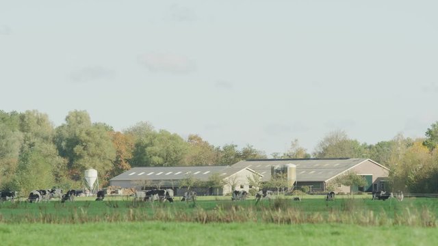 Cow Netherlands in the meadow
