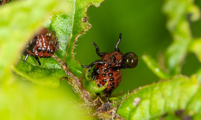 Colorado beetles eat potato leaves