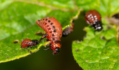 Colorado beetles eat potato leaves