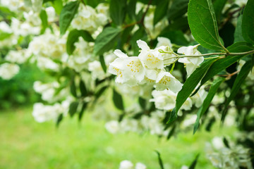 Jasmine flower. White spring flowers. Jasmine Bush in the garden