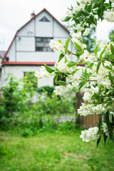 Naklejka na ściany i meble Jasmine flower. White spring flowers. Jasmine Bush in the garden