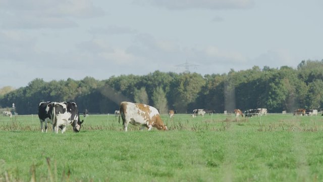 Cow Netherlands in the meadow